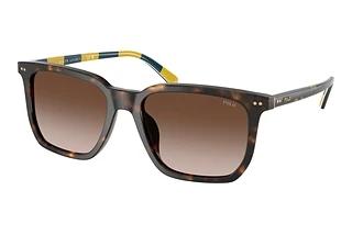 Polo PH4224U 500313 Gradient Dark BrownShiny Dark Havana